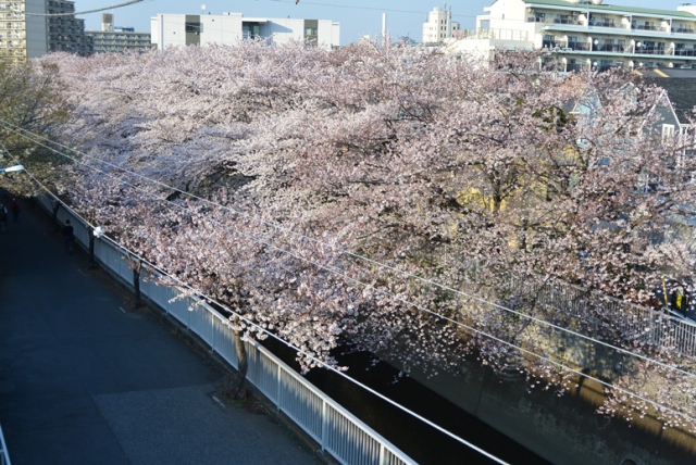 神田川の桜