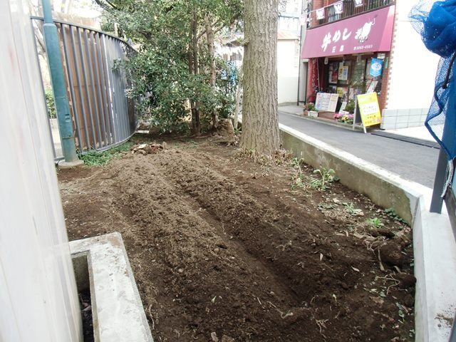 早稲田みょうがの植付け